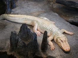 Claude the albino alligator
