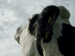 Cow documentary