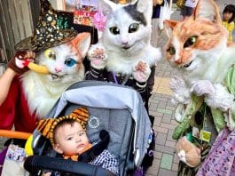 Japan pet festival