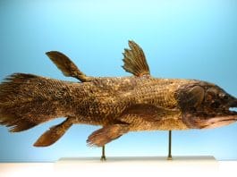 coelacanth discovery