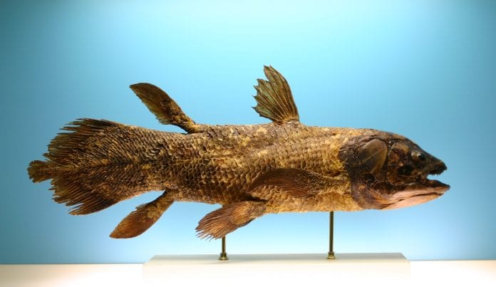 coelacanth discovery