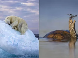 Wildlife Photographer of the Year People’s Choice