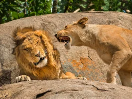 Comedy Wildlife Awards