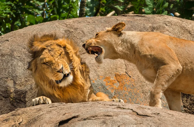 Comedy Wildlife Awards