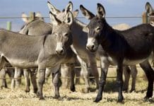 Pakistan’s Donkey Meat Export Wins Major ECC Approval for Existing Gwadar Stock to China Donkey Meat Export