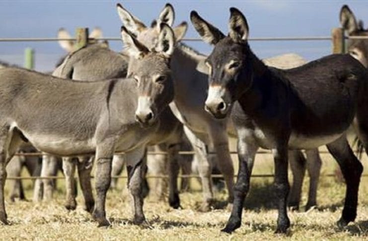 Donkey Meat Export
