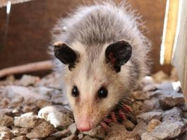 Hobart Airport possum