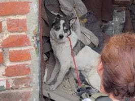 Ukraine pet rescue