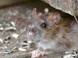 Australia mouse plague