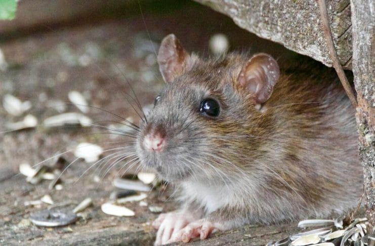 Australia mouse plague