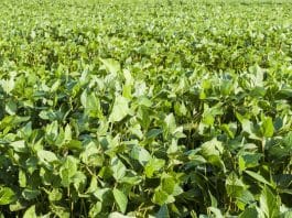 Soybean Board
