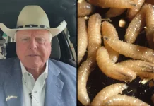 New World Screwworm Threat Sparks Urgent Federal Push as U.S. Cases Test Critical Outbreak Defenses Flesh-Eating Pest Hits U.S. — Are Defenses Ready?