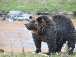 Japan bear sighting